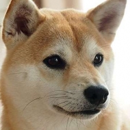 yo_shun