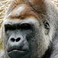 Gorilla gorilla JUN